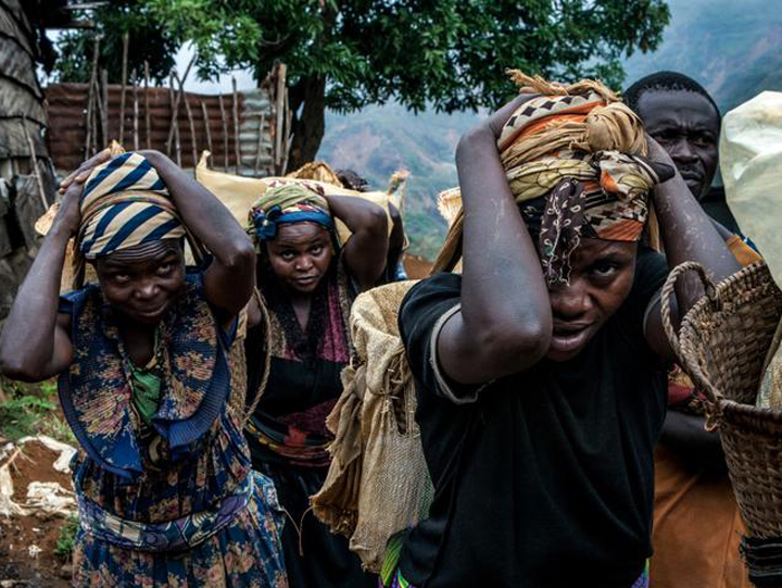 Women transporting a coffee harvest